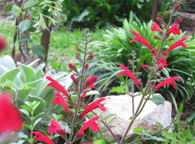 Annieinaustin, Salvia roemeriana