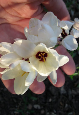 Annieinaustin, Ixia, corn lilies