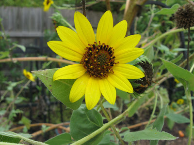 Annieninaustin, sunflower