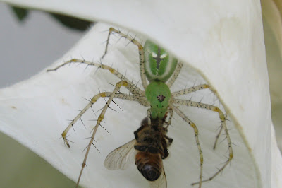Annieinaustin,green spider & bee