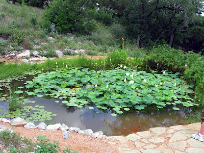 Annieinaustin, pond 8 lily pool