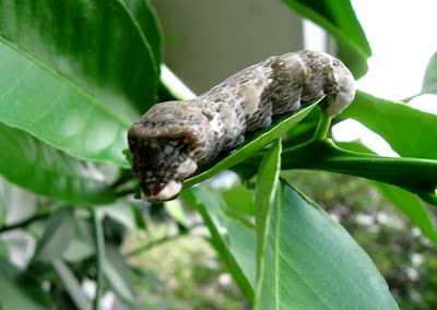 Annieinaustin, Giant Swallowtail caterpillar