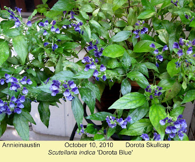 Annieinaustin, Scutellaria indica Dorota Blue