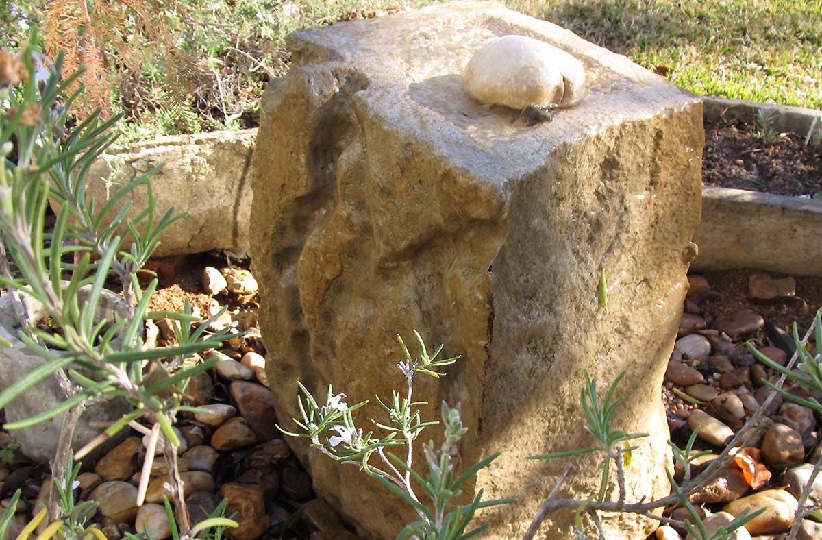 The Transplantable Rose Garden Bloggers Bloom Day for December 2010