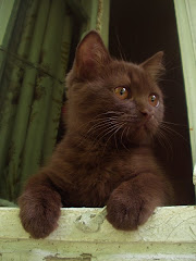 Kit, Bramblekit