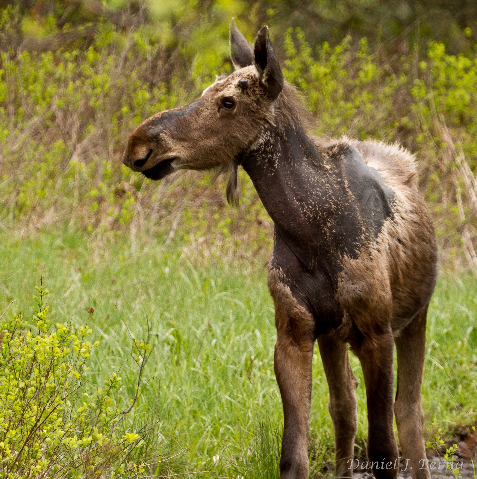 Daniel Berna Photography Moose in Molt