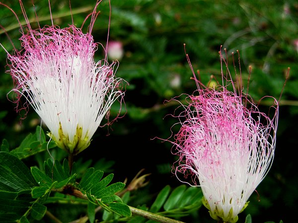 [Hair-like+flowers.jpg]