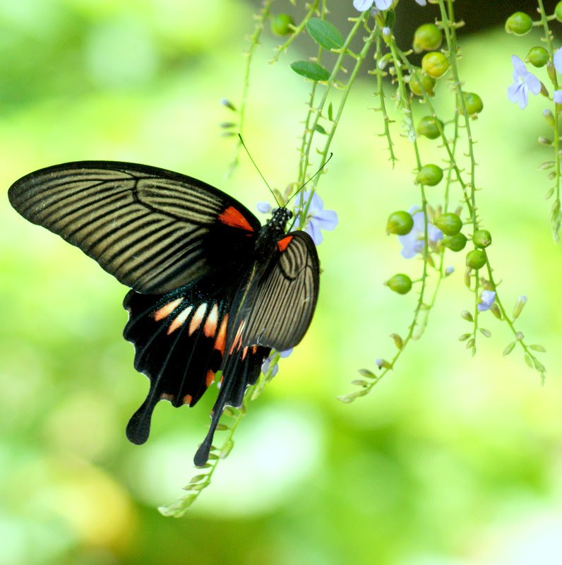Photographic Wildlife Stories in UK/Hong Kong Butterflies in Hong Kong (1)