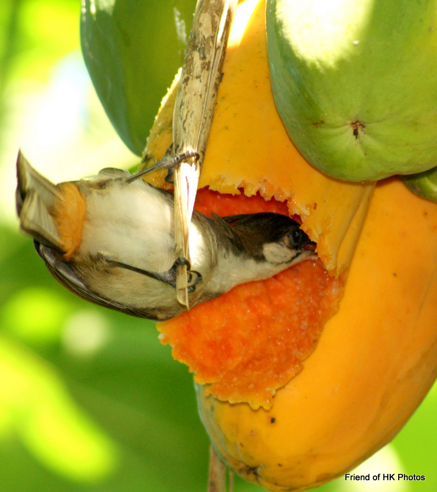 Photographic Wildlife Stories in UK/Hong Kong Happy birdsRedwhiskered Bulbuls enjoying papayas