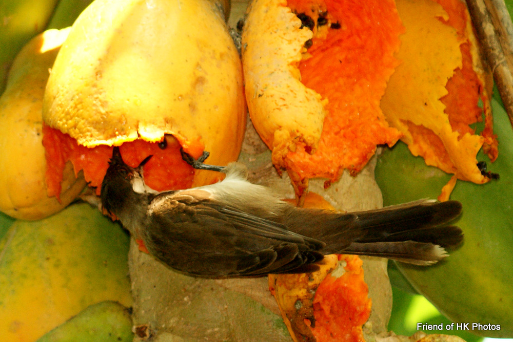 Photographic Wildlife Stories in UK/Hong Kong Happy birdsRedwhiskered Bulbuls enjoying papayas