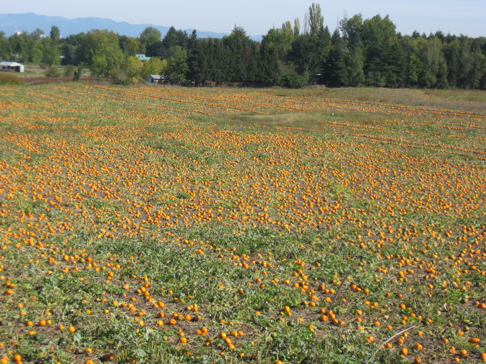 The Time of Our Life Sauvie Island One of the Best Days of Fall