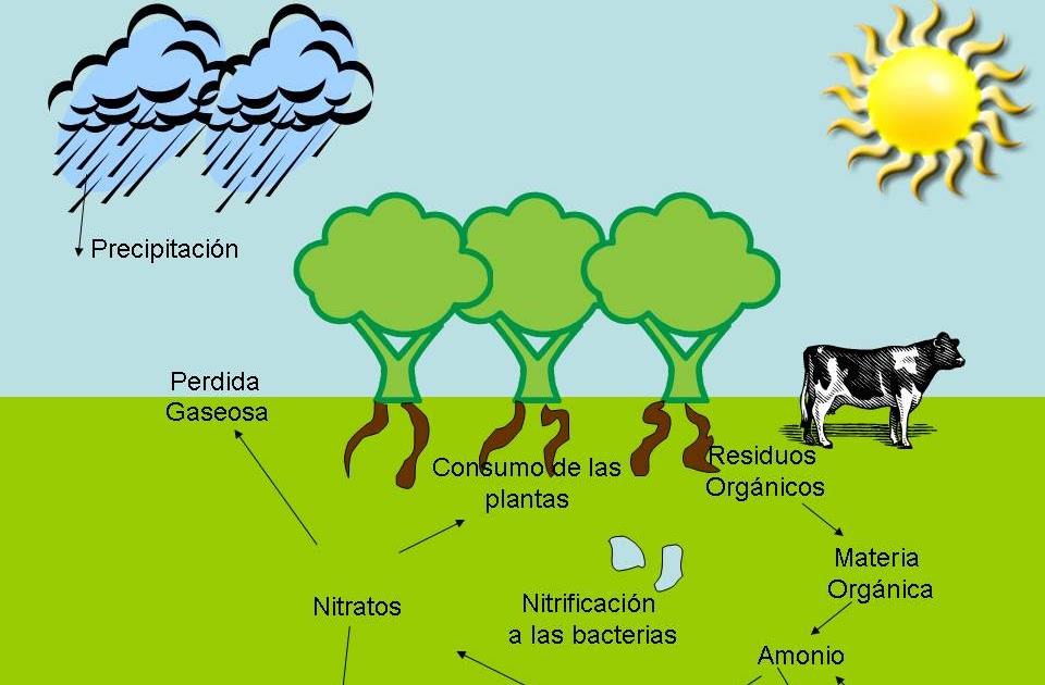 Ciclos de la Naturaleza Ciclo Del Nitrógeno Ciclos de la Naturaleza Ciclo Del Nitrógeno