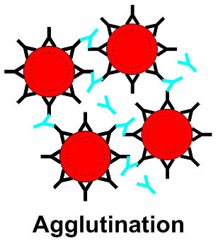 Windy's Blood Transfusion Blog: The Indirect Antiglobulin Test
