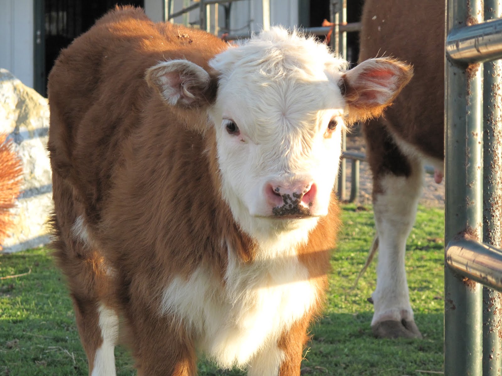 RWV Land & Livestock South