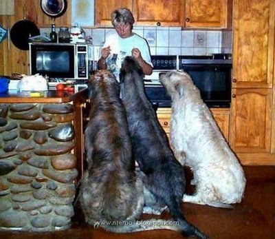 World's Biggest Pet Dog Ever