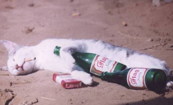 funny_cat_pictures_31.jpg