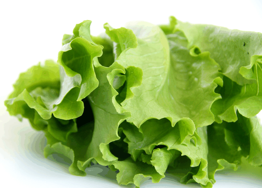 Салат латук что это такое. Латук lettuce. Салат латук кочанный. Листья салата латук. Салат латук листовой.