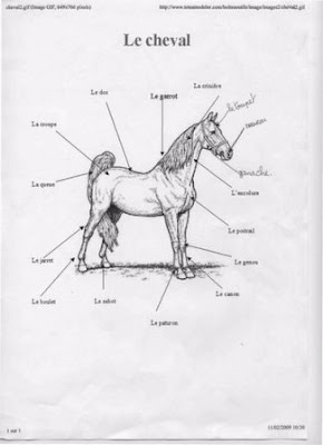 Mes amis les chevaux: _Description_de_cheval_m