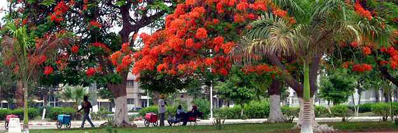 [benguela_acacias_2004_1.jpg]