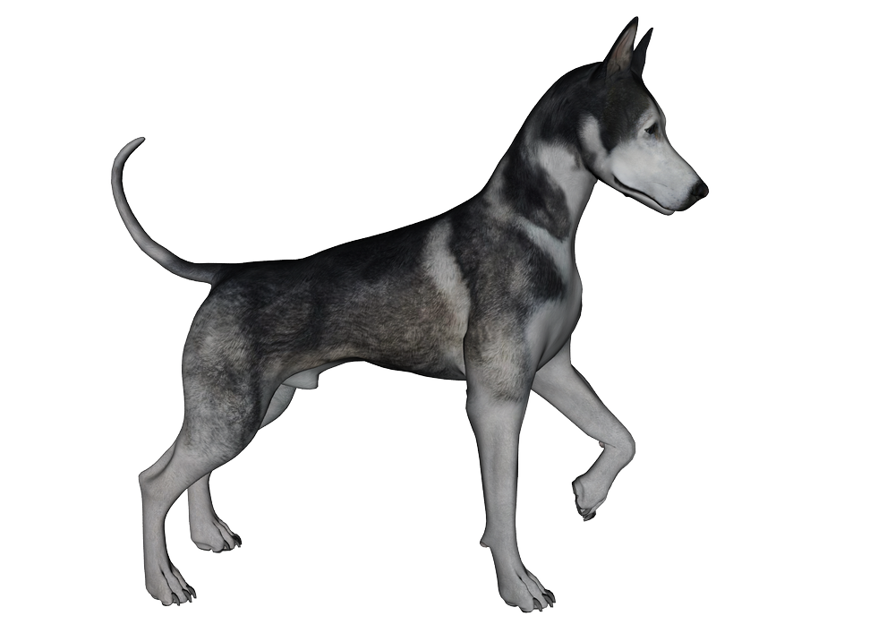 Dog's png graphics
