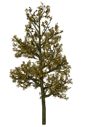 tree clip autumn nice resolution