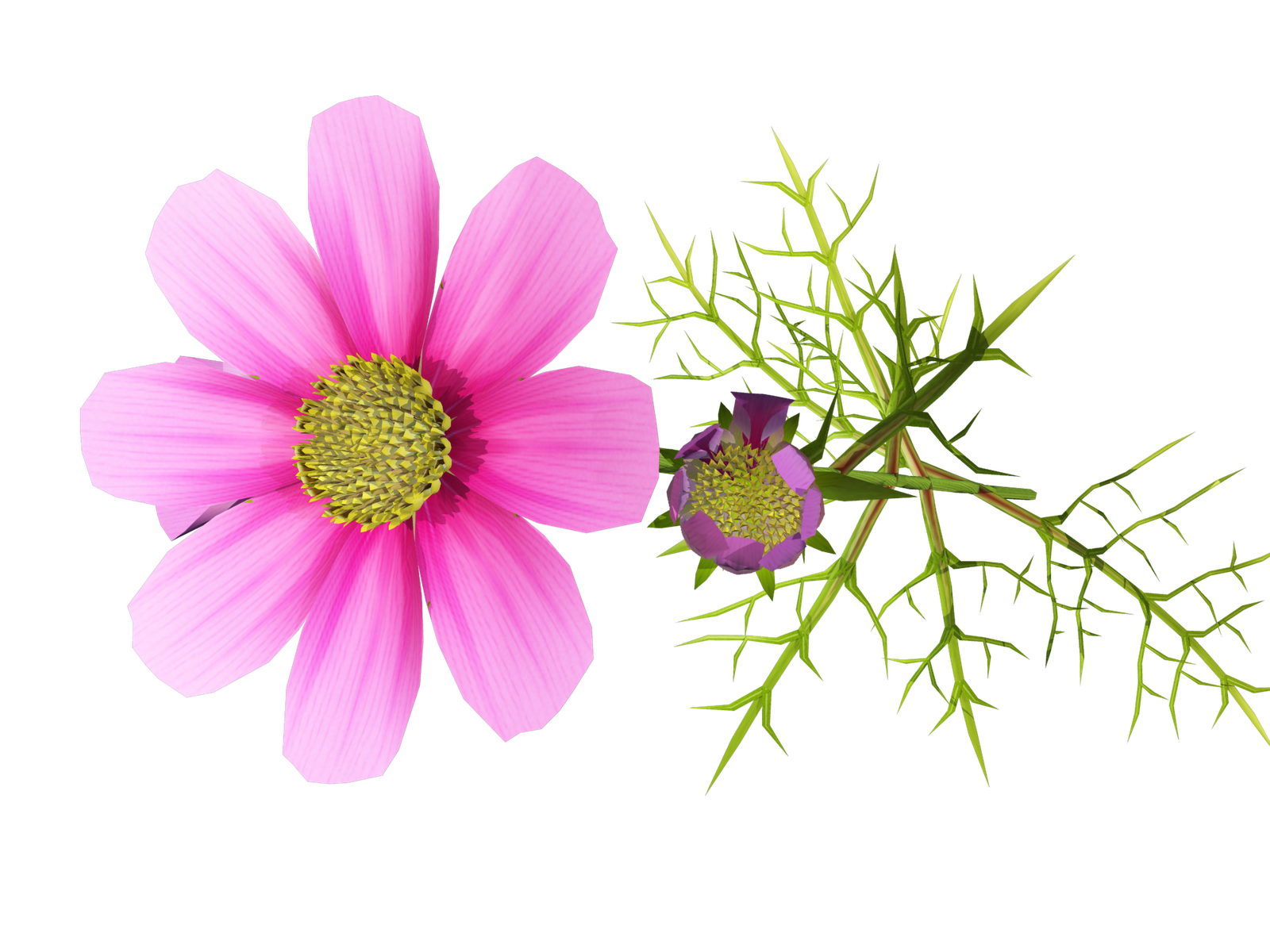 clipart of cosmos flower - photo #9