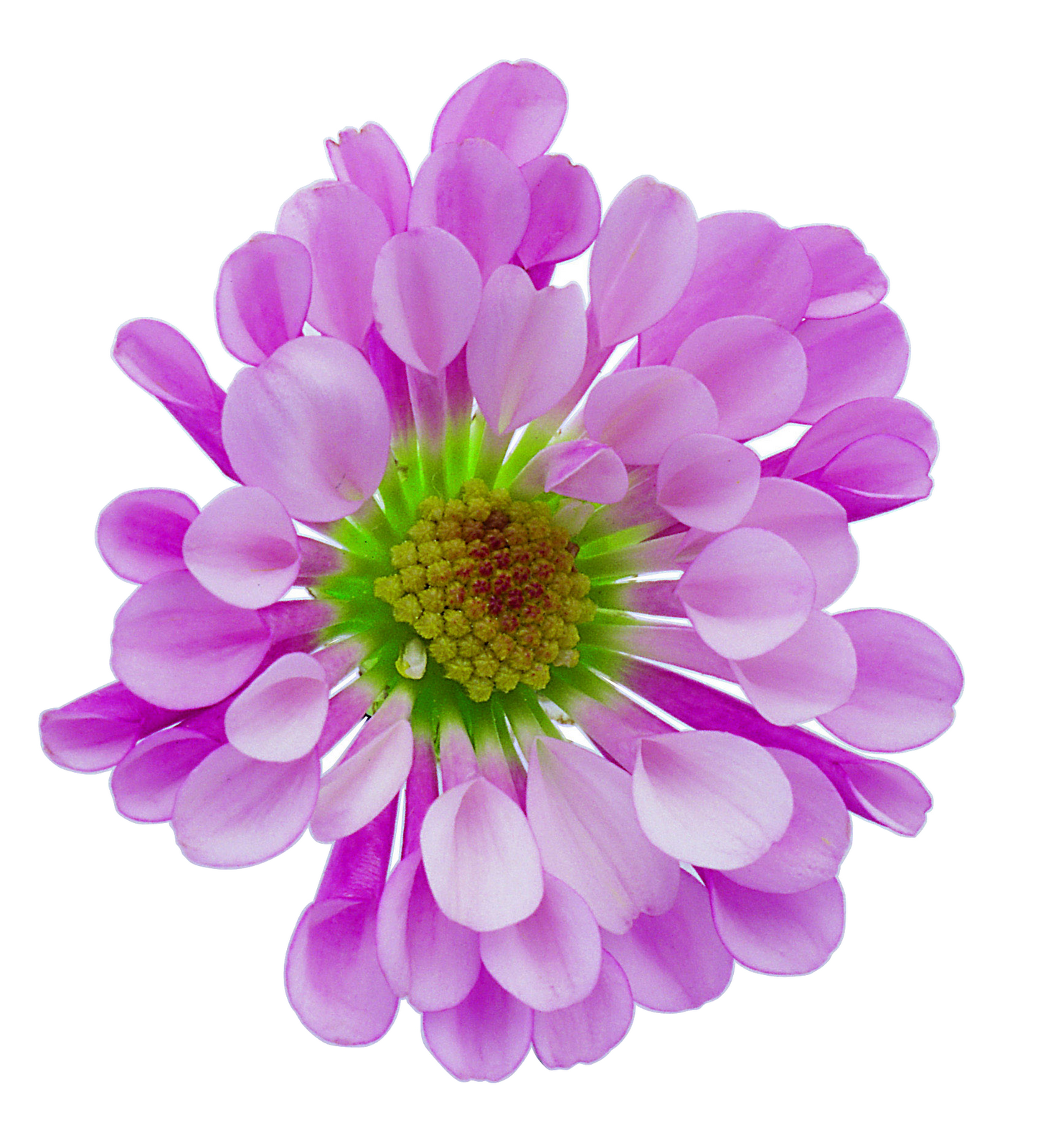 free flower graphics clip art - photo #50