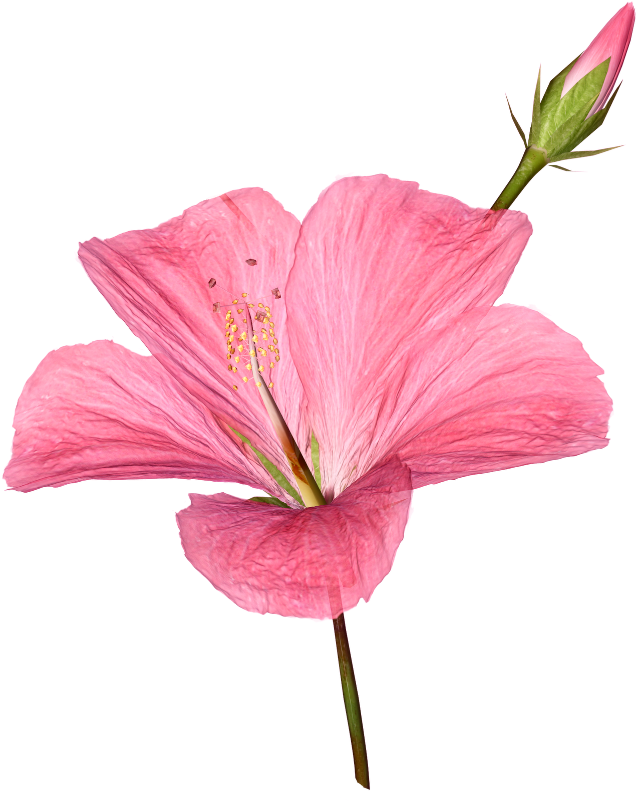 FLOWER PICTURES flower pictures 4