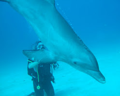Scuba diving with dolphins