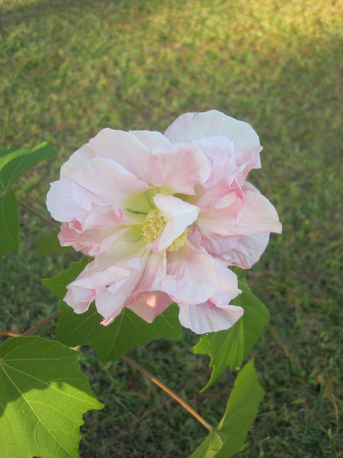 spinsjal: Confederate Rose