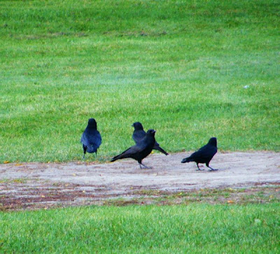 Palemaleirregulars: Crows Doing What? Part I