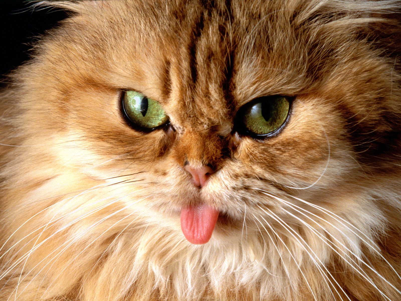 Cats Cats Cats Cats Encyclopedia of World Photo Cats Cats Cats Cats Encyclopedia of World Photo