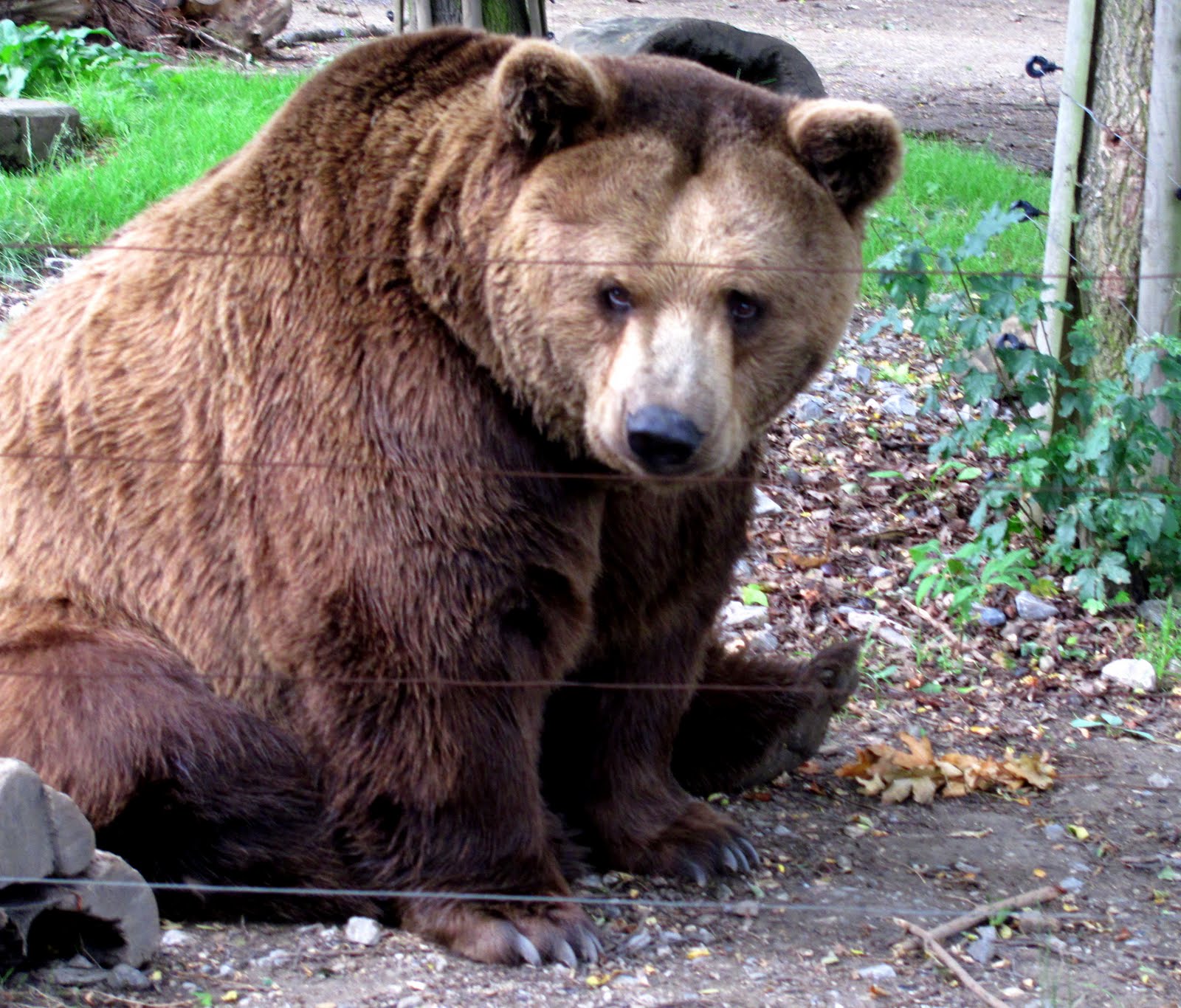 Abroad in the Czech Republic Blueberries