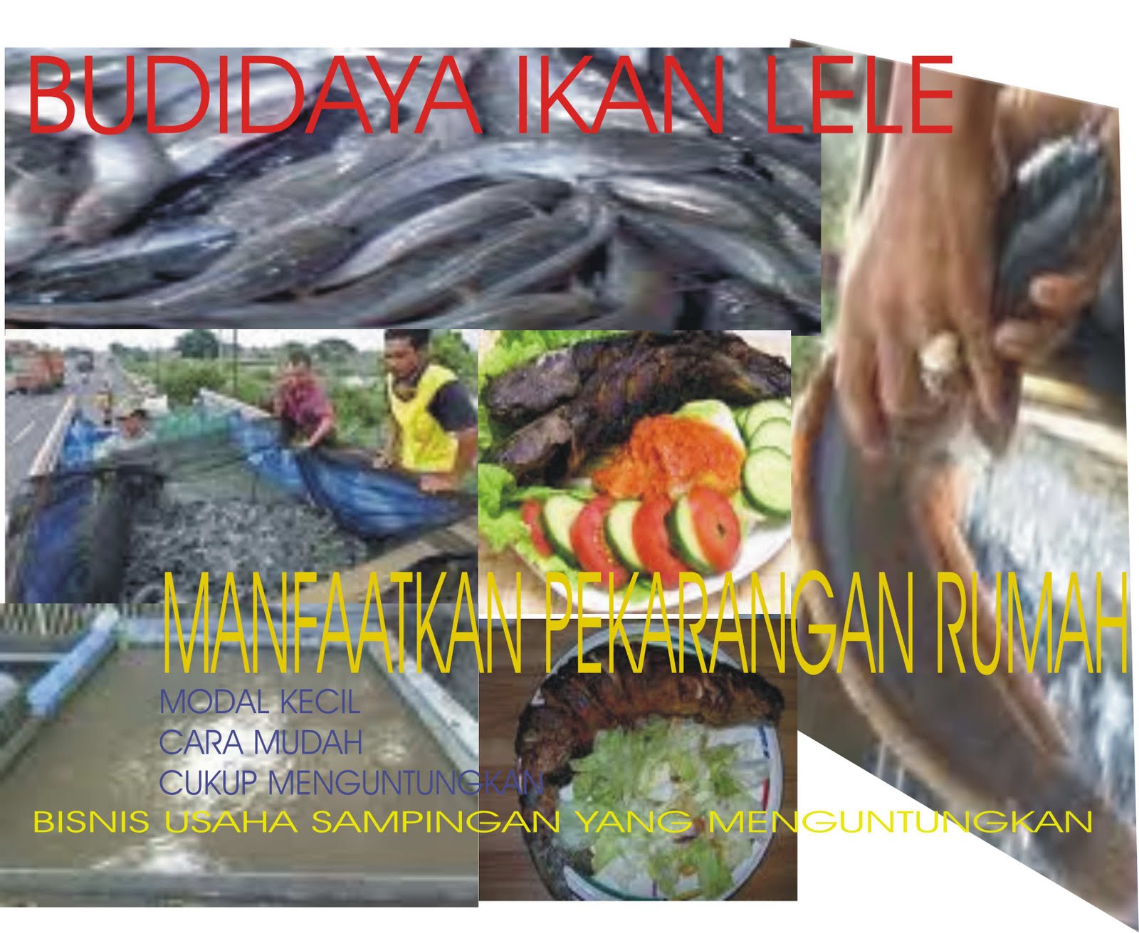 BUDIDAYA IKAN LELE