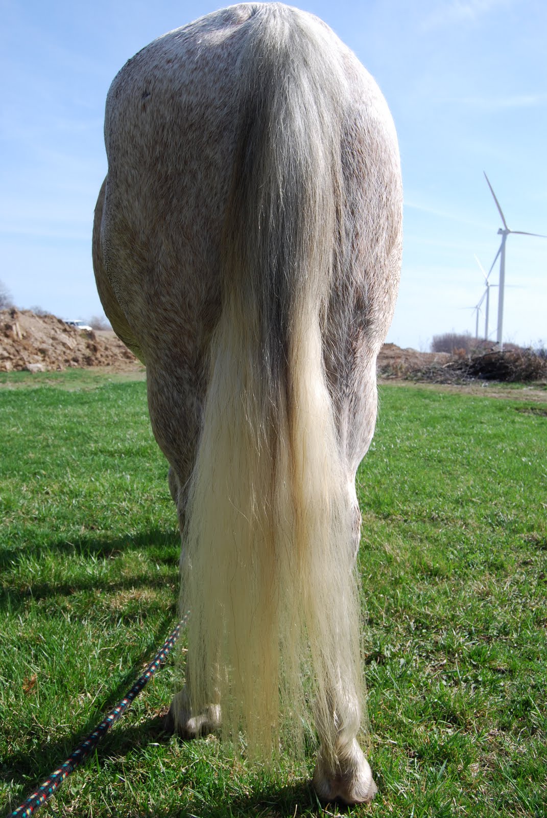 Bitless horse: Science VS tradition: Science vs Tradition: Taming the ...