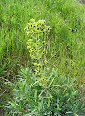 Euphorbe characias en fleurs (2)