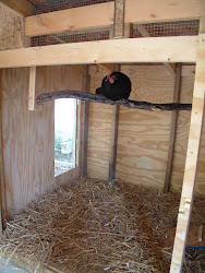 boxes chicken nesting nest coop progress spivey finished