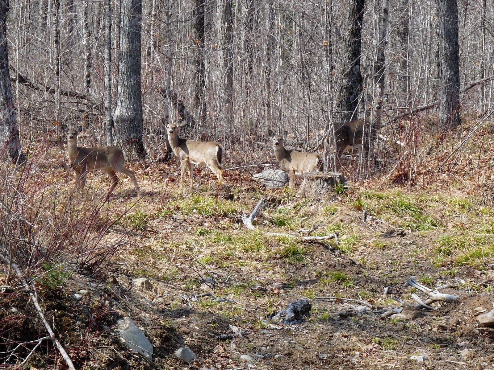 The Retirement Chronicles Doe a Deer, a Female Deer....