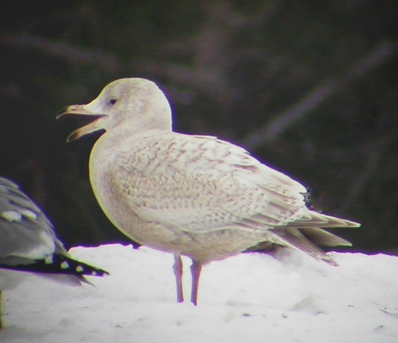 Larusology: Nelson’s Gull