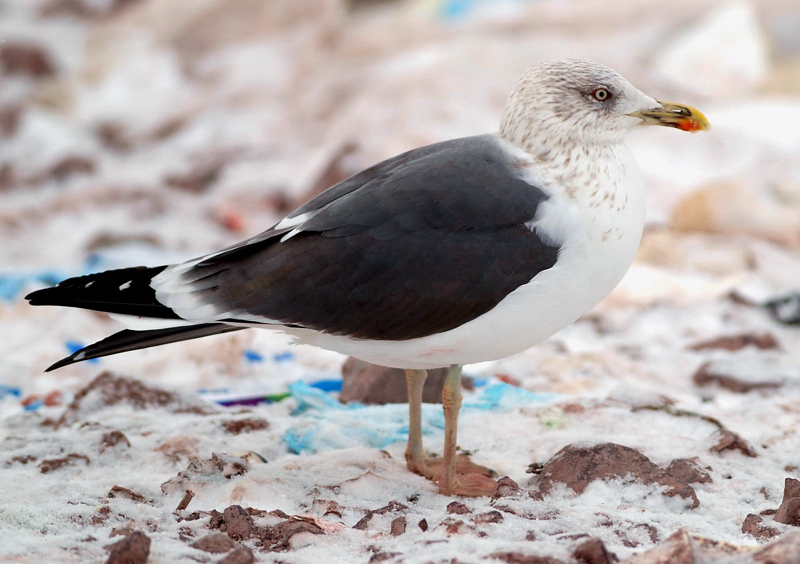 Larusology The Appledore Gull and the Expansion of Lesser Blackbacked