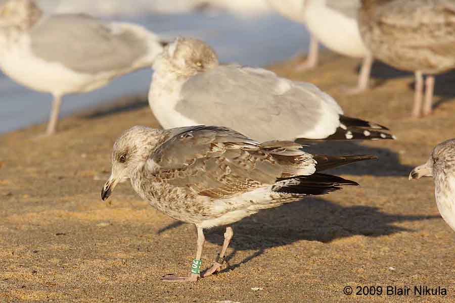 Larusology The Appledore Gull and the Expansion of Lesser Blackbacked