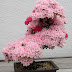 Beautiful bonsai trees