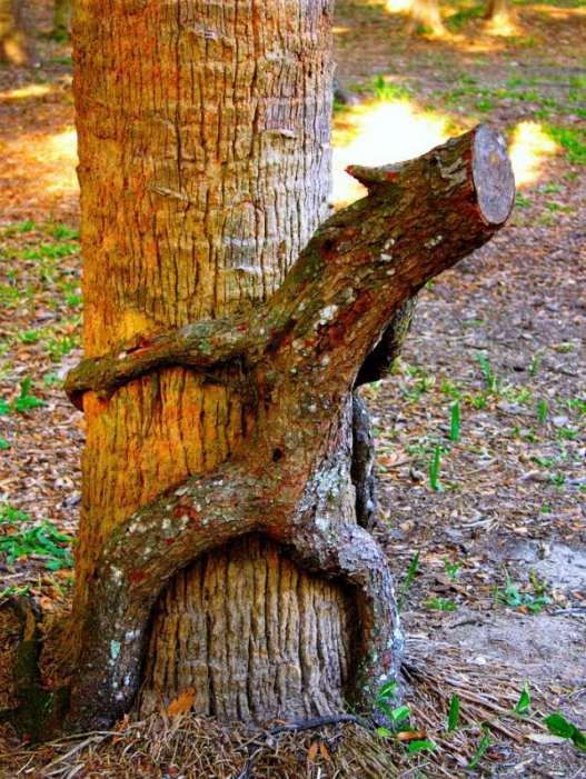 Sexy Tree 59