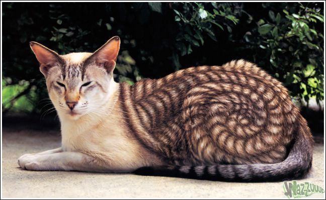 cat-tuning-03.jpg