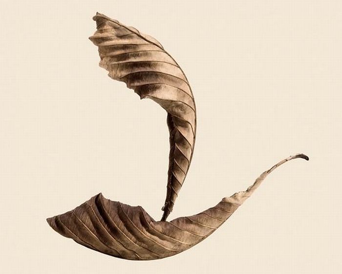 18 Awesome art in dry leaves | Curious, Funny Photos / Pictures