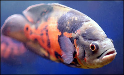 fish with face
