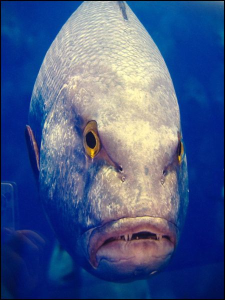 Fishes with human like expressions on the faces - 30 Pics | Curious
