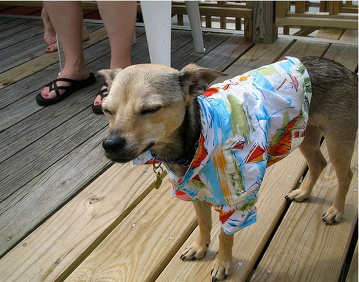 Dogs in a Hawaiian shirt - 23 Pics | Curious, Funny Photos / Pictures