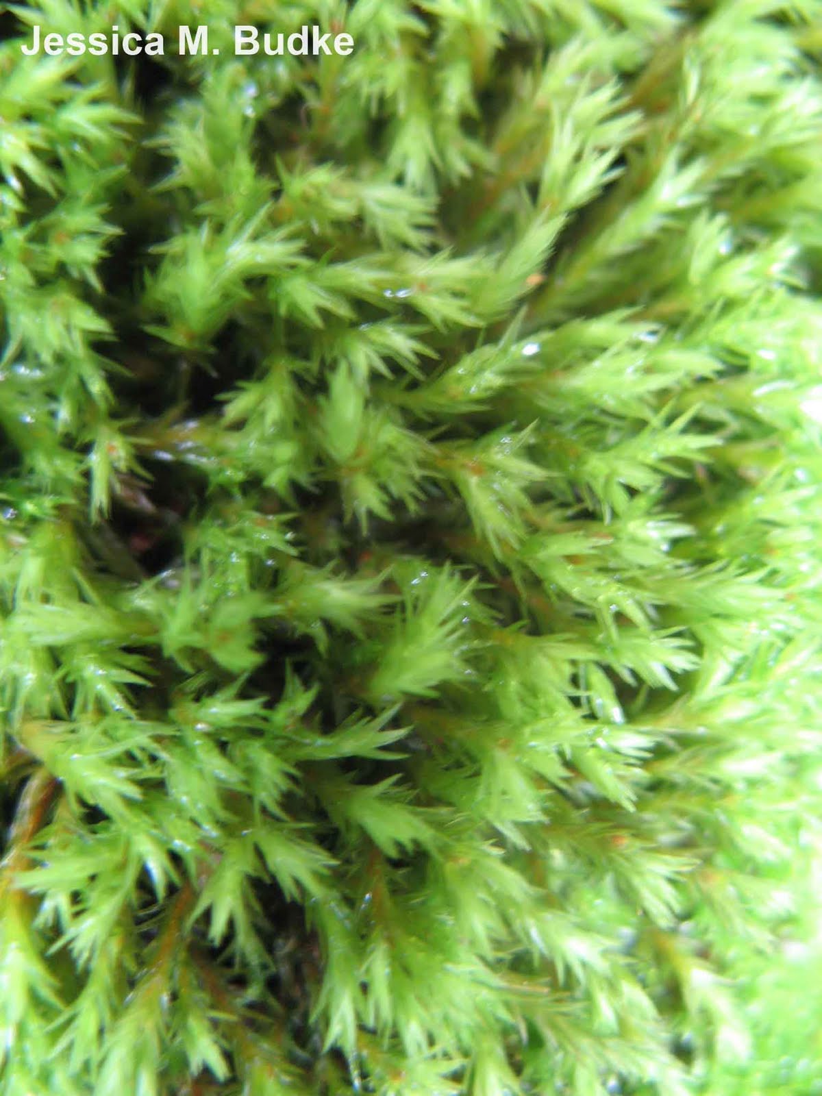 Moss Plants and More: 2009