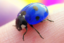 Blue Lady Bug